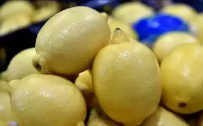 حماية المستهلك تطالب بوقف تصدير الخيار