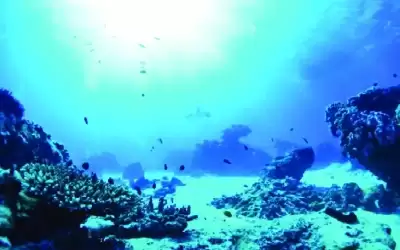 موجات حر شديدة كامنة في قاع