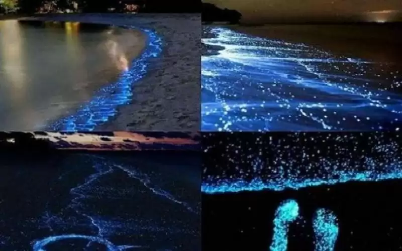 الشواطئ المضيئة ليلا.. ظاهرة خرافية في