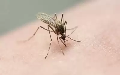 ولاية أمريكية تنشر الملايين من البعوض
