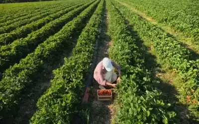 وزير الزراعة السوري: الأردن وسوريا والعراق