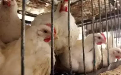 محافظ اربد: إغلاق محال بيع دجاج
