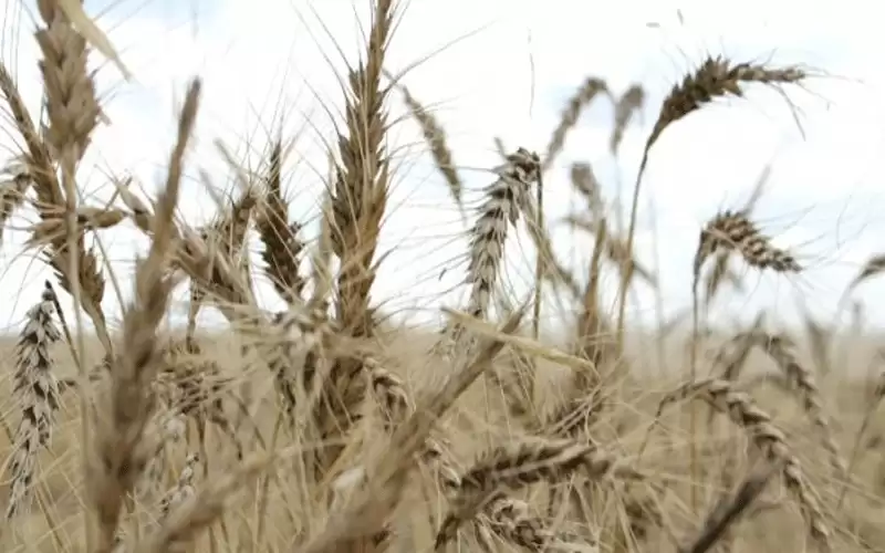 فاو: السودان يحتاج لاستيراد 3.5 مليون