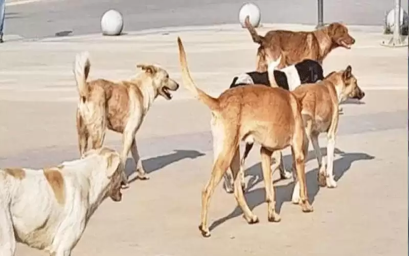 كلاب ضالة تعقر معلمة في العاصمة