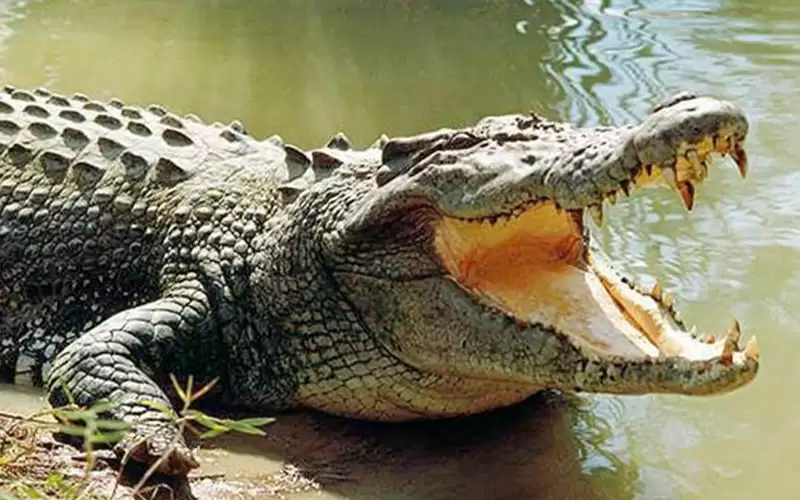 الولايات المتحدة.. العثور على بقايا طفل