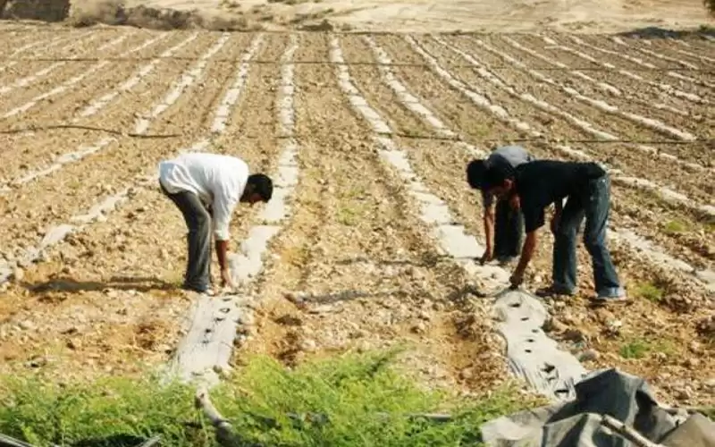 (اتحاد المزارعين): عوامل الطقس أثرت على