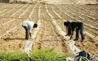 (اتحاد المزارعين): عوامل الطقس أثرت على
