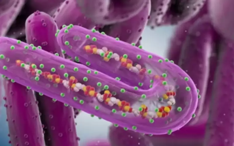هل يتحول فيروس ماربورغ إلى جائحة