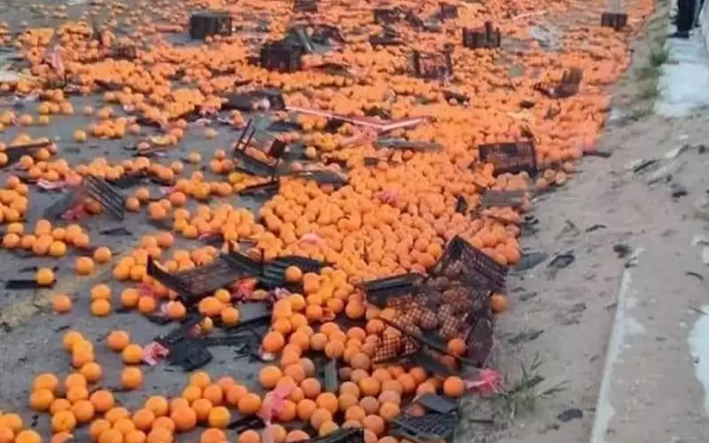 محافظ العقبة: إتلاف برتقال ملوث بالديزل