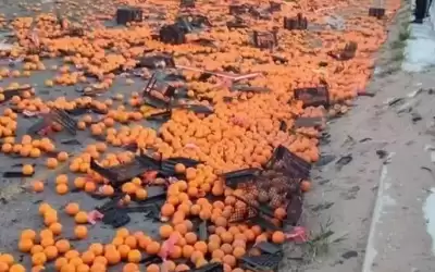 محافظ العقبة: إتلاف برتقال ملوث بالديزل