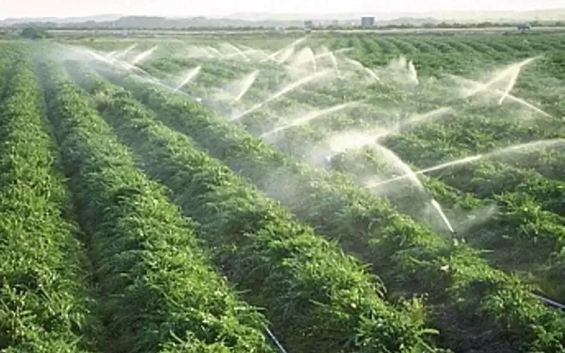 القطاع الزراعي ينمو 29% العام الماضي