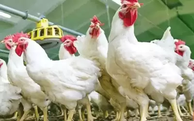 أبو دقر يوضح سبب نقص الدواجن