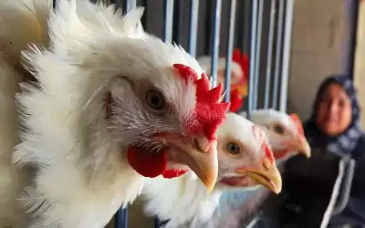 الحكومة: لا احتكار للدجاج في الأسواق