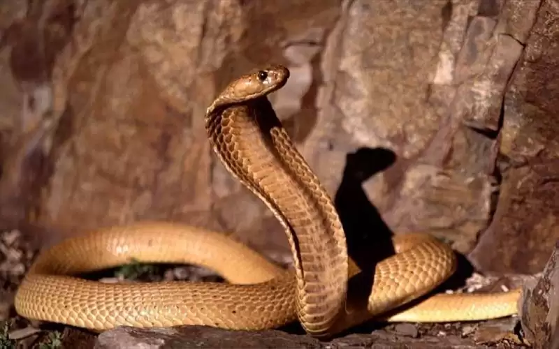 كوبرا في قمرة الطائرة.. ماذا فعل