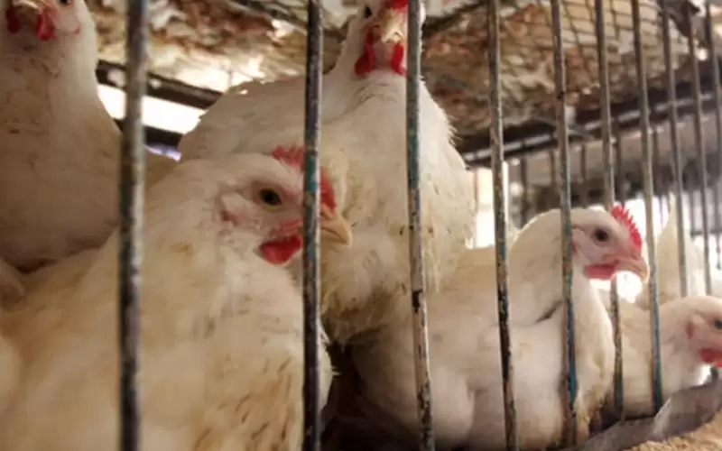 صناعة وتجارة المفرق تخالف 3 محال