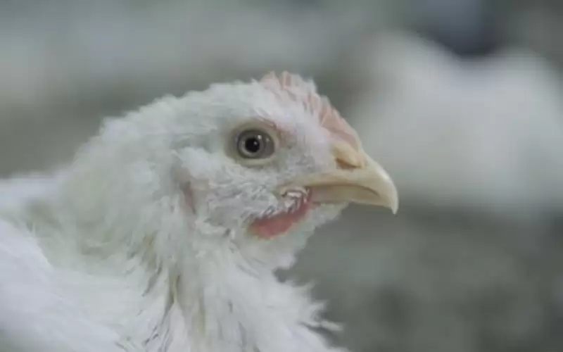 740 ألف دجاجة توزع في الأسواق