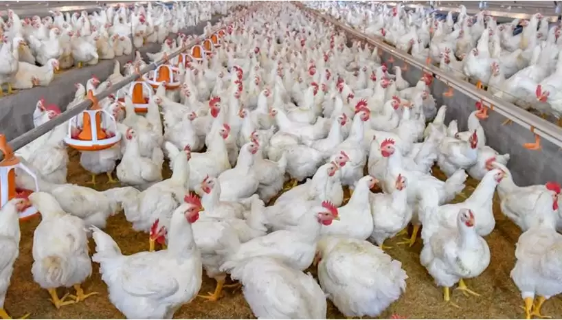 الصناعة ومربو الدواجن يؤكدون توفر الدواجن