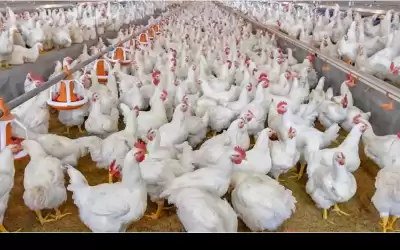 الصناعة ومربو الدواجن يؤكدون توفر الدواجن