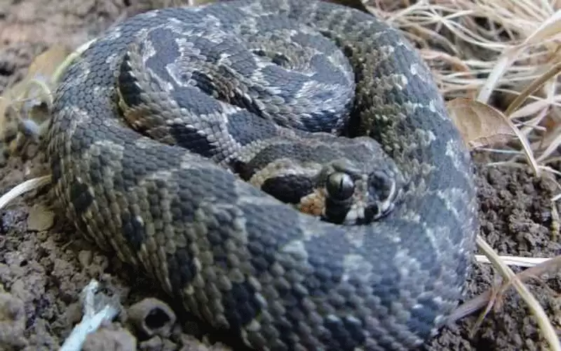 تحذير من انتشار خطير للأفاعي السامة