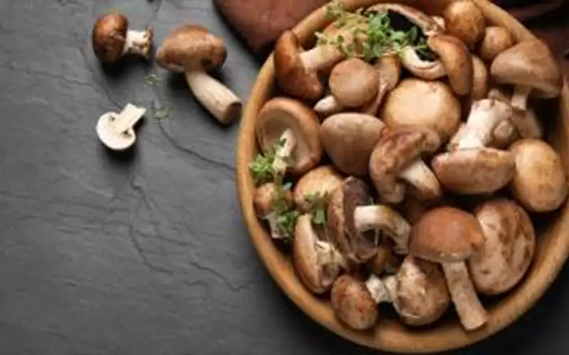 المشروم.. حل سحري لأزمتي المناخ والغذاء