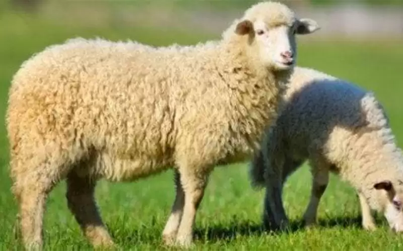 الأمانة: ذبح نحو 38 ألف رأس