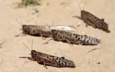 الزراعة: نتابع انتشار الجنادب خلال هذه