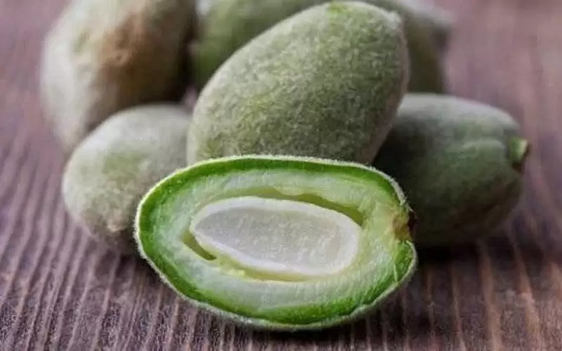 الزراعة: تجفيف اللوز الأخضر حل استراتيجي