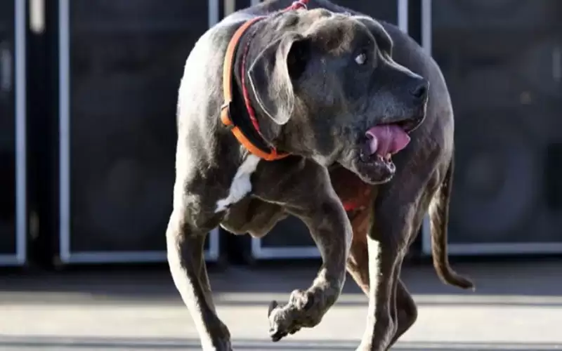 مصر .. جدل حول عقوبة المتهم