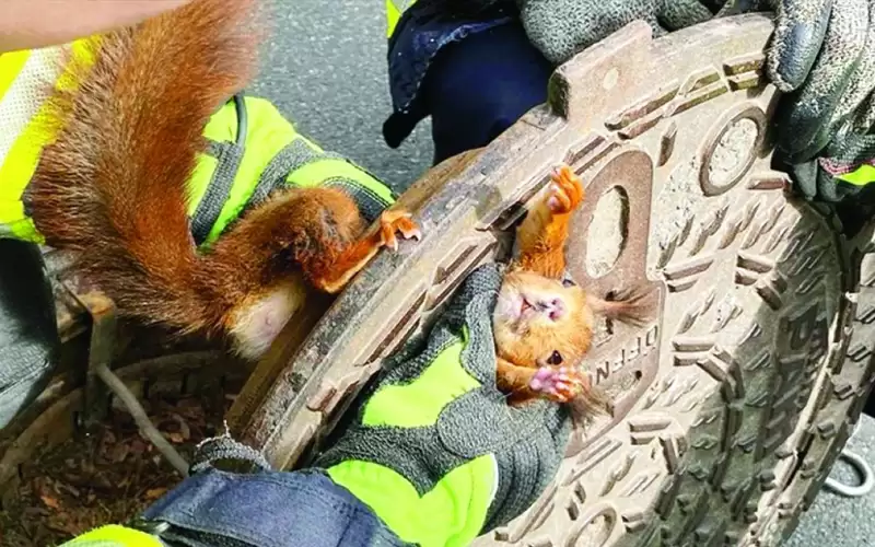 رجال أطفاء يخرجون سنجابا غير متعاون