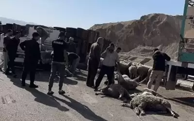 اصابة سائق شاحنة محملة بالاغنام بعد