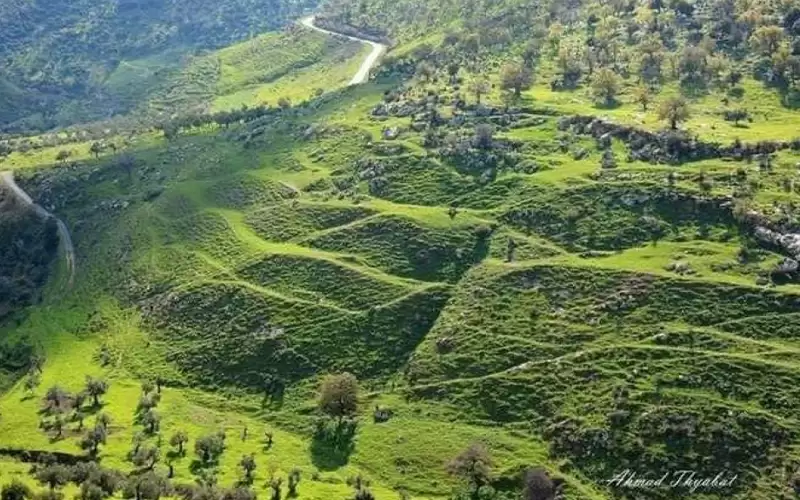 عجلون: أمطار الخير تنعش آمال المزارعين