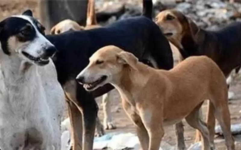 كلاب ضالة تفتك بـ 41 رأسا