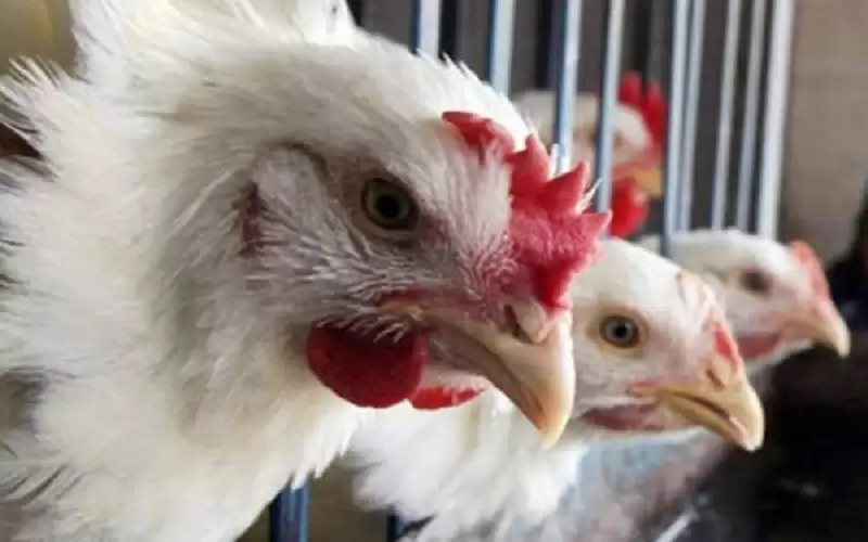 الحكومة: الدجاج الكامل والمقطع متوفر بكميات