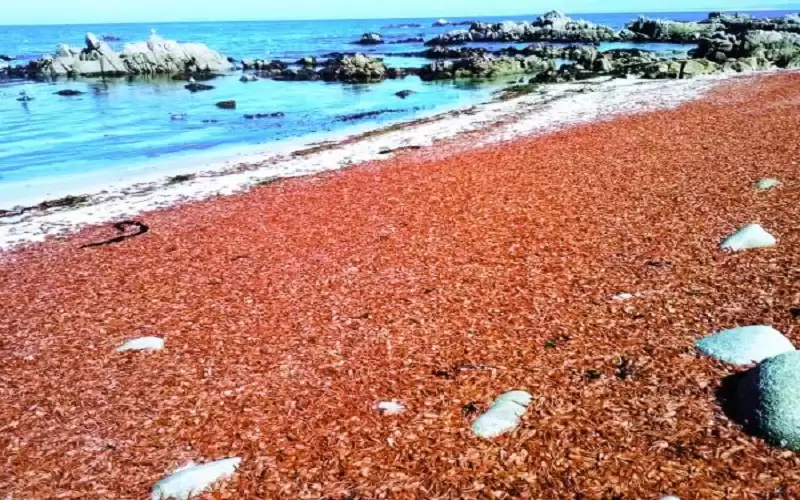 أطنان من الروبيان على شاطئ روسي