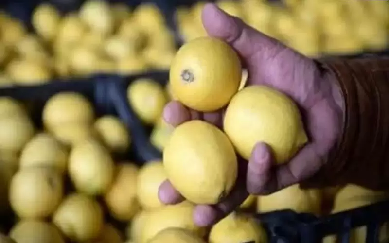 الزراعة تشكل لجنة تحقيق بالليمون المهرب