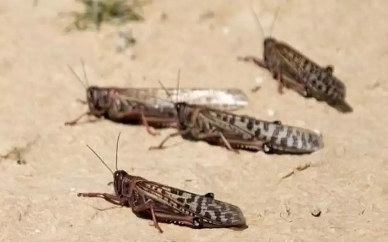 زراعة الكرك: لا وجود للجراد في