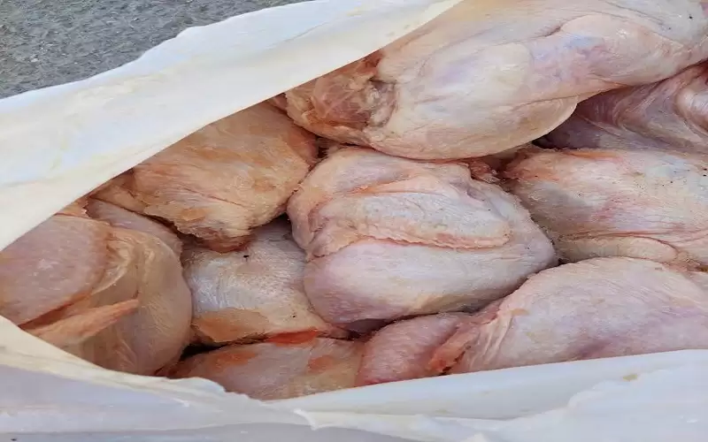 اتلاف كميات كبيرة من الدجاج من