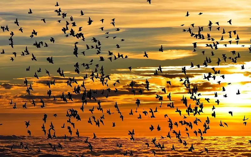 اكتشاف مفاجئ .. هكذا تكتسب الطيور