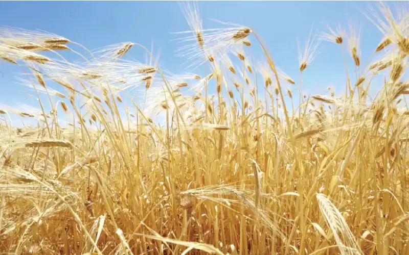 من يوقف نهب واختلاس الأعلاف المدعومة؟