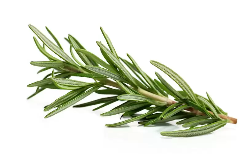 فوائد عشبة إكليل الجبل للبشرة