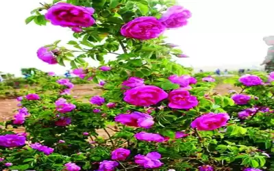 الوردة الشامية .. رمز جمالي وكنز