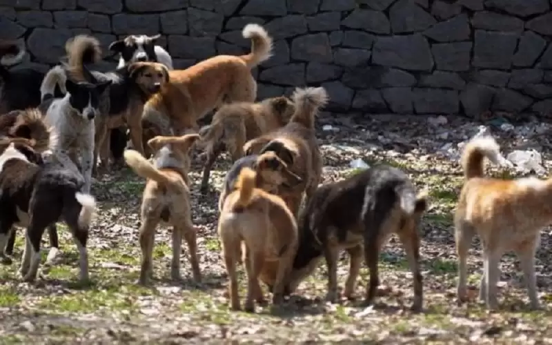 اصابته بليغة .. كلاب ضالة تعقر