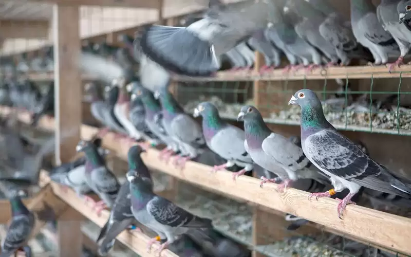 بسبب الحمام.. مقتل 4 بمشاجرة في