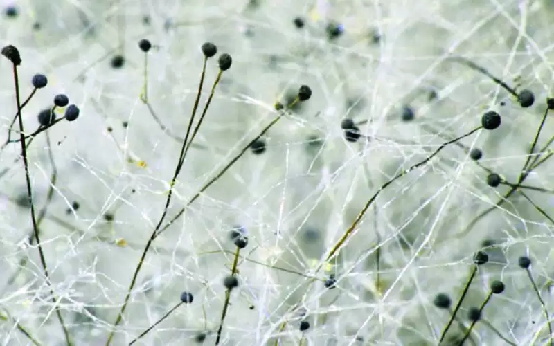 ملابس المستقبل حية وذاتية الإصلاح