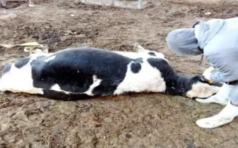 رئيس جمعية مربي الابقار يحذر من