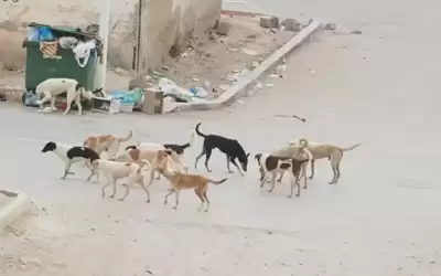 الحكومة تقرر نقل الكلاب الضالة خارج