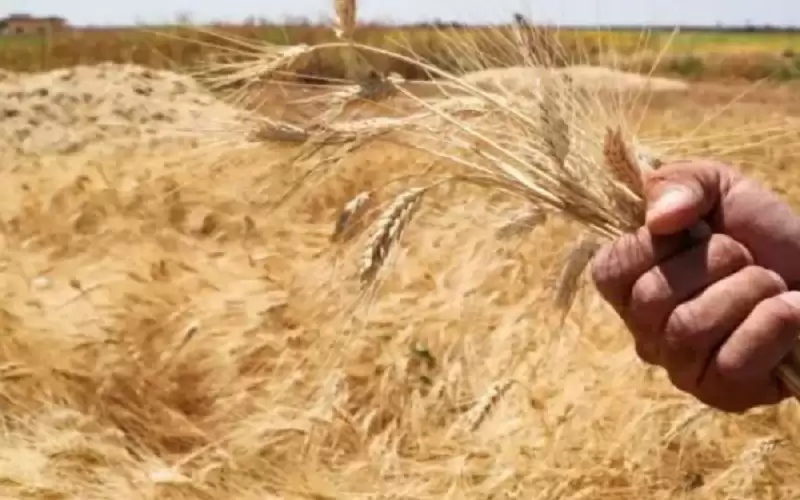 الحكومة تبدأ بشراء محصولي القمح والشعير