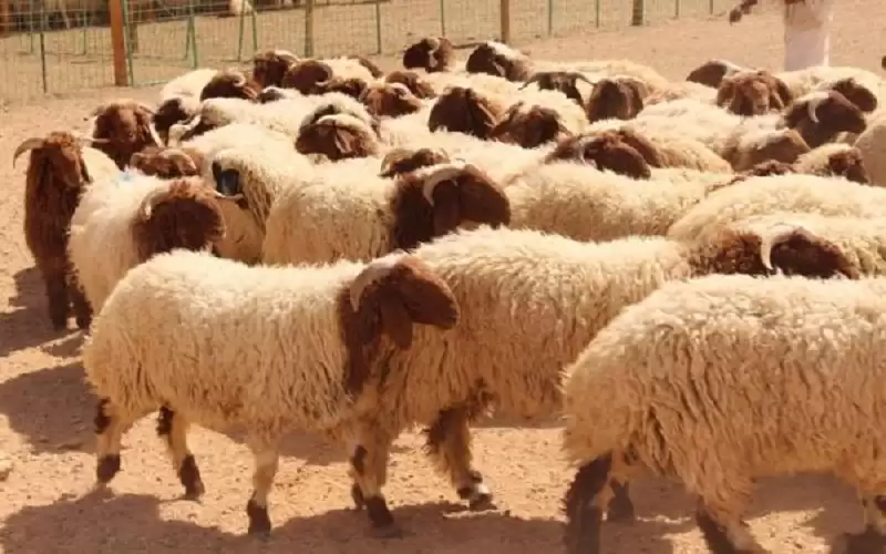 السعودية ترفع الحظر عن صادرات الأردن