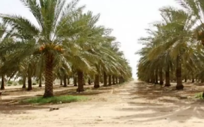 قطاع النخيل يوفر 8 آلاف فرصة