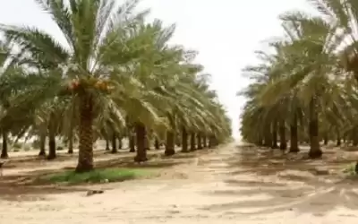 قطاع النخيل يوفر 8 آلاف فرصة